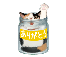 Bottle Cat sticker #9025641