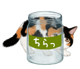 Bottle Cat sticker #9025643