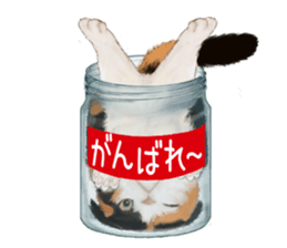 Bottle Cat sticker #9025645