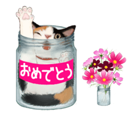 Bottle Cat sticker #9025649