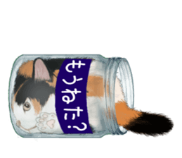 Bottle Cat sticker #9025651