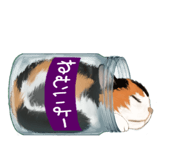Bottle Cat sticker #9025652