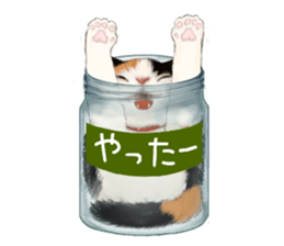 Bottle Cat sticker #9025653