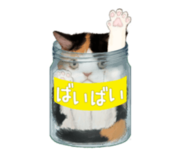Bottle Cat sticker #9025661