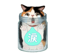 Bottle Cat sticker #9025663