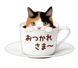 Bottle Cat sticker #9025672