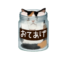 Bottle Cat sticker #9025674