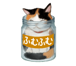 Bottle Cat sticker #9025678