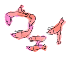 Midwinter of shrimp sticker #9028000