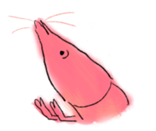 Midwinter of shrimp sticker #9028019