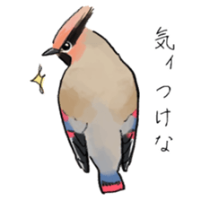 Winter birds sticker #9031829