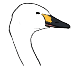 Winter birds sticker #9031838