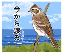 Winter birds sticker #9031841