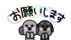 Poodle family~daliy life conversation 2~ sticker #9038307