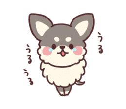 Small fluffy Chihuahua sticker #9052459