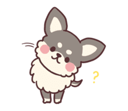 Small fluffy Chihuahua sticker #9052483