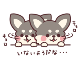 Small fluffy Chihuahua sticker #9052492