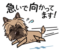 iinu - Cairn Terrier sticker #9064995