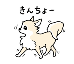 chihuahua hu wa wa sticker sticker #9080354