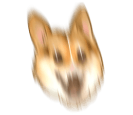 Dangerous Corgi sticker #9081705