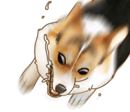 Dangerous Corgi sticker #9081708