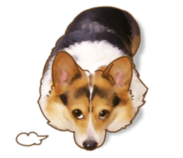 Dangerous Corgi sticker #9081712