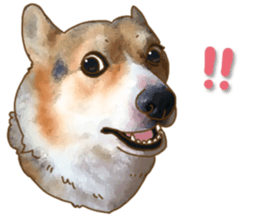 Dangerous Corgi sticker #9081720