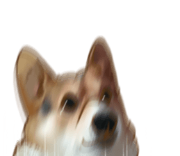 Dangerous Corgi sticker #9081721