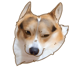 Dangerous Corgi sticker #9081726