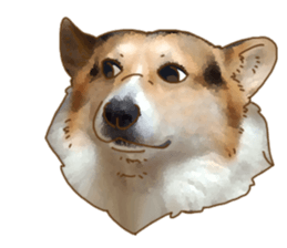 Dangerous Corgi sticker #9081727