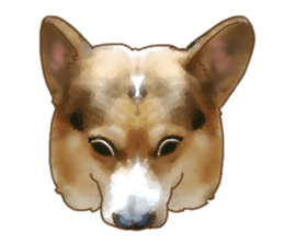 Dangerous Corgi sticker #9081728