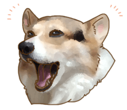 Dangerous Corgi sticker #9081737