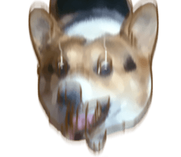 Dangerous Corgi sticker #9081738