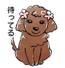 The toy poodle! sticker #9085161