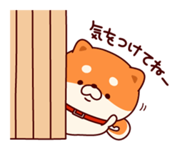 One's own pace Japanese midget Shiba sticker #9086077