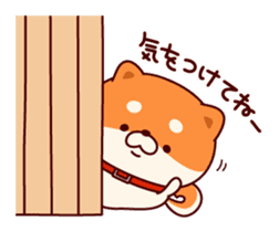 One's own pace Japanese midget Shiba sticker #9086077