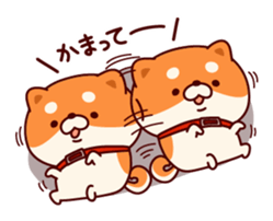 One's own pace Japanese midget Shiba sticker #9086087