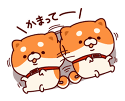One's own pace Japanese midget Shiba sticker #9086087