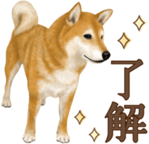 As expected! Shiba Inu [Regular] sticker #9090144