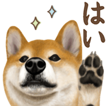 As expected! Shiba Inu [Regular] sticker #9090145