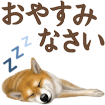 As expected! Shiba Inu [Regular] sticker #9090165