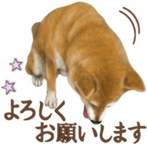 As expected! Shiba Inu [Regular] sticker #9090168