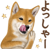 As expected! Shiba Inu [Regular] sticker #9090171