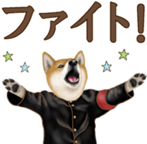 As expected! Shiba Inu [Regular] sticker #9090172