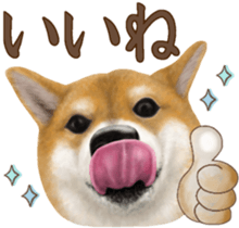As expected! Shiba Inu [Regular] sticker #9090178
