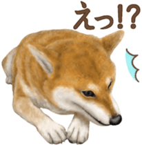As expected! Shiba Inu [Regular] sticker #9090180