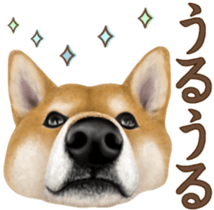 As expected! Shiba Inu [Regular] sticker #9090181