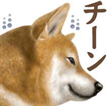 As expected! Shiba Inu [Regular] sticker #9090182