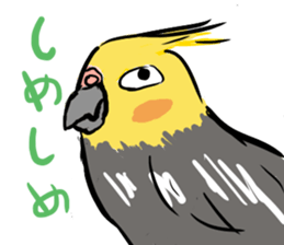 Cockatiel Facial expression sticker #9090267