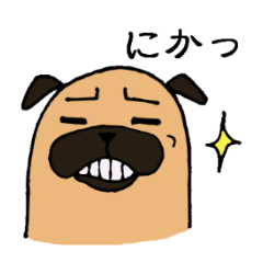 Everyday playful pug